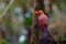 Ruddy Kingfisher-Halcyon coromanda bangsi