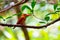 Ruddy Kingfisher-Halcyon coromanda bangsi