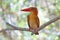 Ruddy Kingfisher Halcyon coromanda Birds of Thailand