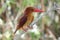 Ruddy Kingfisher Halcyon coromanda Cute Birds of Thailand