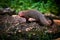 Ruddy mongoose, Herpestes smithii, is a mongoose species native to hill forests in India and Sri Lanka.. Wildlife scene from Yala