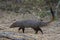 Ruddy Mongoose - Herpestes smithii, Sri Lanka