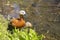 Ruddy or red duck, Tadorna ferruginea is a waterfowl. Duck with orange-brown plumage