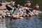 The Ruddy Shelduck