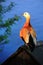 Ruddy shelduck