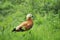 Ruddy shelduck