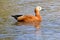 Ruddy Shelduck