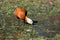 Ruddy Shelduck, Brahminy Duck, Tadorna ferruginea