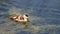 Ruddy shelduck Chicks are looking for food