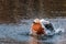 Ruddy Shelduck female in a pond splashing water around.