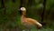 Ruddy shelduck in nature. Orange duck looking around. Tadorna ferruginea.