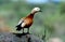 Ruddy shelduck, Oxyura jamaicensis