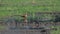 Ruddy Shelduck in paddy field.