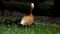 Ruddy shelduck in park. Tadorna ferruginea. An orange duck.