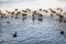 Ruddy shelduck, piebald and ducks swim in thawed areas on a lake