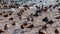 Ruddy shelduck, piebald and ducks swim in thawed areas on a lake