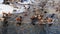 Ruddy shelduck, piebald and ducks swim in thawed areas on a lake