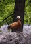 Ruddy shelduck on the rock with a tree on the background