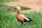 Ruddy Shelduck on the summer lakeside, Moscow suburbs Russia.