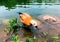 Ruddy Shelduck swimming in the lake