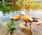 Ruddy Shelduck swimming in the lake