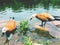 Ruddy Shelduck swimming in the lake