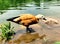 Ruddy Shelduck swimming in the lake