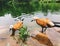 Ruddy Shelduck swimming in the lake