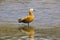 Ruddy Shelduck Tadorna ferrigunea, Brahminy Duck. Chambal river, Rajasthan, India