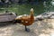 Ruddy Shelduck Tadorna ferruginea