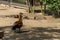 Ruddy Shelduck Tadorna ferruginea