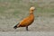 Ruddy Shelduck (Tadorna ferruginea)