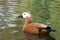 Ruddy Shelduck - Tadorna Ferruginea