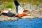 Ruddy shelduck, Tadorna ferruginea known in India as the Brahminy duck