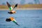 Ruddy shelduck, Tadorna ferruginea known in India as the Brahminy duck