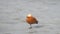 Ruddy shelduck Tadorna ferruginea stands on one leg on ice and looks around