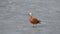 Ruddy shelduck Tadorna ferruginea  walks on the ice and drinking water