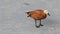 Ruddy shelduck (Tadorna ferruginea) walks on the ice and drinking water