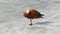 Ruddy shelduck (Tadorna ferruginea) walks on the ice and drinking water