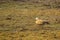 Ruddy Shelduck Walking in Mud