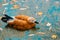 Ruddy shelduck in water in beautiful autumn leaves