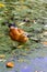 Ruddy shelduck in water in beautiful autumn leaves