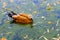 Ruddy shelduck in water in beautiful autumn leaves