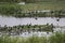 Ruddy Shelducks and Flock Local, Migratory Birds in the Wetland of India