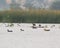 Ruddy shelducks with other Ducks in a Lake