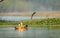 Ruddy Shelducks pair