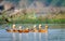 Ruddy Shelducks by the pond