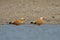 Ruddy shell Duck on the banks of Chambal River,Rajasthan,India