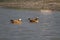 Ruddy Shellducks Pair in a salt water lake in Gujarat