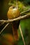 Ruddy Treerunner - Margarornis rubiginosus a passerine forest bird which is endemic to the highlands of Costa Rica and western